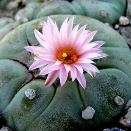 psychedelic-trance-festival-fashion-clothing-sol-seed-of-life-peyote-real psychedelic-trance-festival-fashion-clothing-sol-seed-of-life-peyote-real