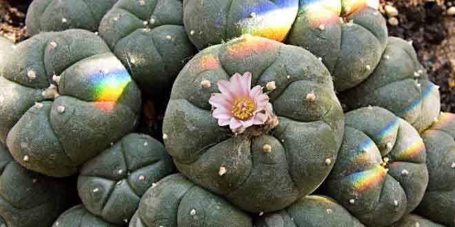 psychedelic-trance-festival-fashion-clothing-sol-seed-of-life-peyote psychedelic-trance-festival-fashion-clothing-sol-seed-of-life-peyote