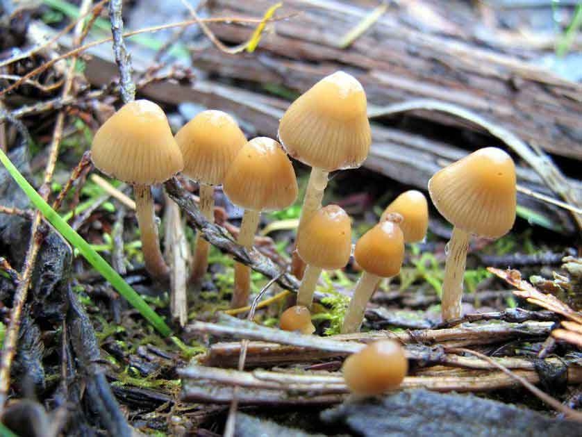 psychedelic-trance-festival-fashion-clothing-sol-seed-of-life-psylocibin-mushrooms psychedelic-trance-festival-fashion-clothing-sol-seed-of-life-psylocibin-mushrooms