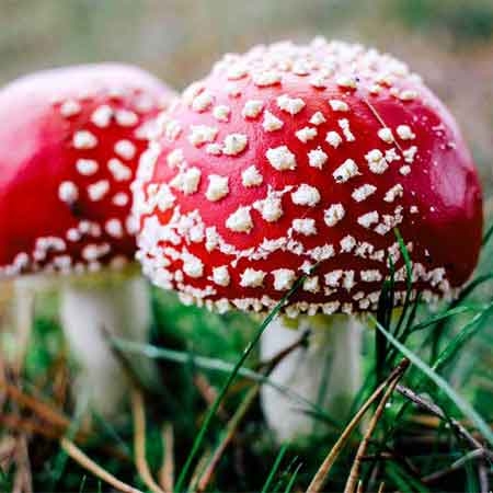 psychedelic-fashion-clothing-trippy-t-shirt-seed-of-life-front-amanita-muscaria-front