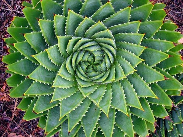 psychedelic-shirt-trance-festival-clothing-sol-seed-of-life-sacred_Geometry